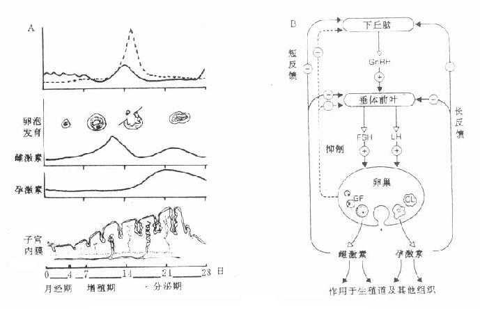 女性激素的分泌（A）与调节（B）示意图