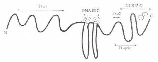 皮质激素受体功能区示意图