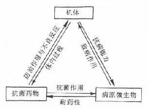机体、抗菌药物及病原微生物的相互作用关系