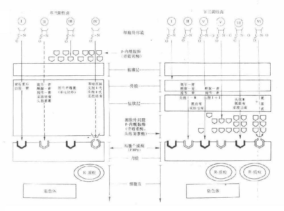 革兰阳性与阴性菌的结构及β内酰胺类药的穿透情况及其对β-内酰胺酶与胞壁合成酶（PBPs）的关系示意图