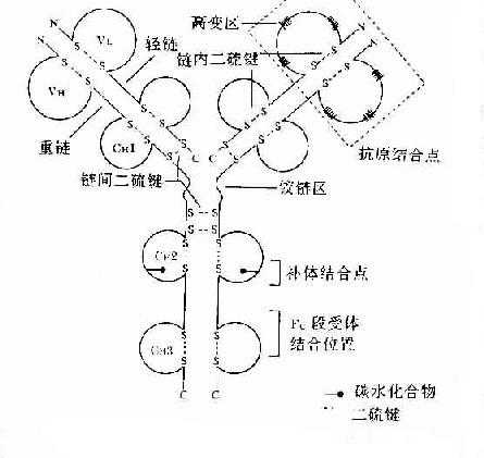 免疫球蛋白分子的基本结构示意图