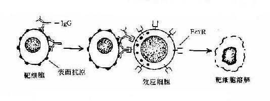 抗体依赖的细胞介导的细胞毒作用（ADCC）