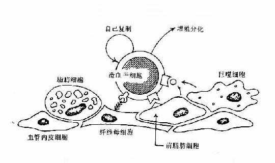 骨髓基质细胞与造血干细胞相互作用示意图