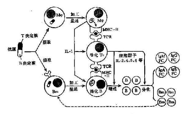 抗体产生过程中免疫细胞间相互作用