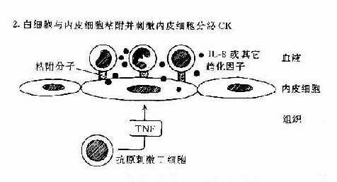 TH反应中动员白细胞的机制:T细胞和内皮细胞所起的作用。