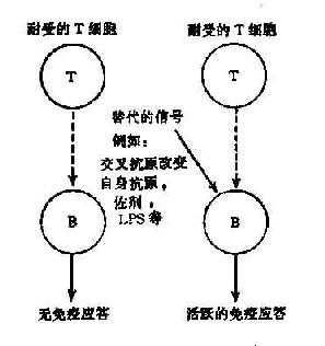 T细胞旁路活化机制