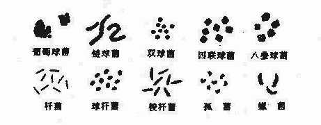 细菌的基本形态
