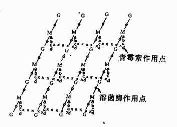 金黄色葡萄球糖细胞壁的肽聚糖结构