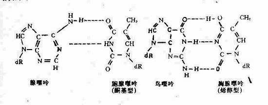 碱基的互变异构
