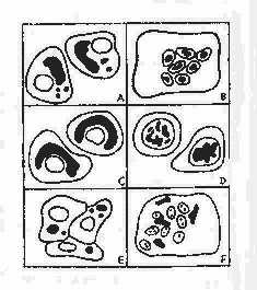 在感染病毒的细胞内出现的包涵体