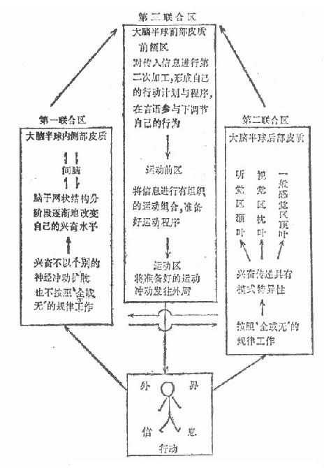 鲁亚利的三个基本机能联合区