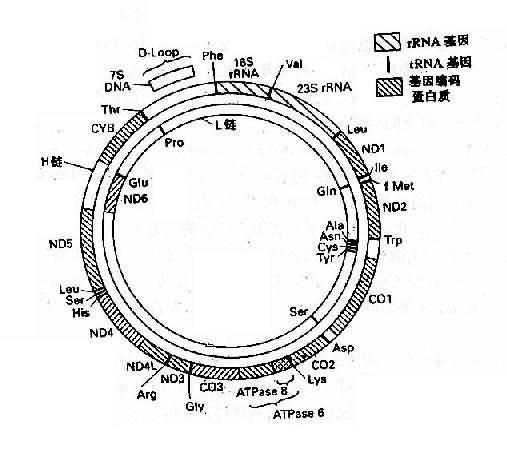 人类线粒体基因组
