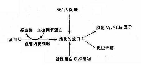 蛋白C、蛋白S及活性蛋白C抑制物的相互关系
