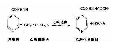 人类基因组研究阶段示意图
