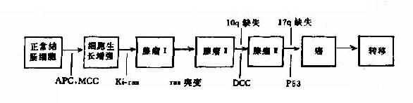 结肠癌发生的各个阶段和肿瘤相关基因的异常