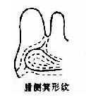 拇指球部纹型