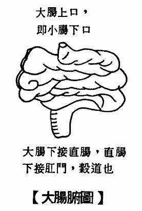 大肠腑图