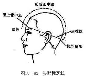 头部标定线