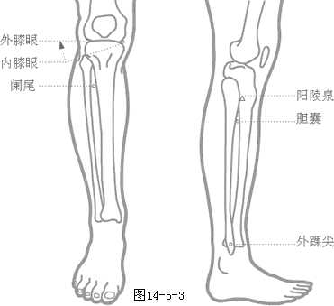 奇穴下肢穴