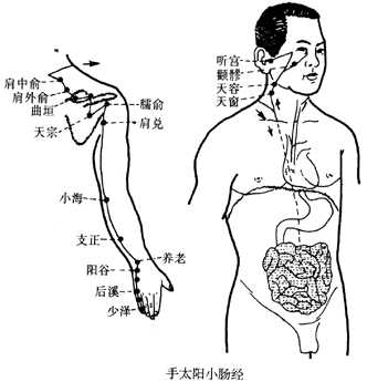 手太阳小肠经