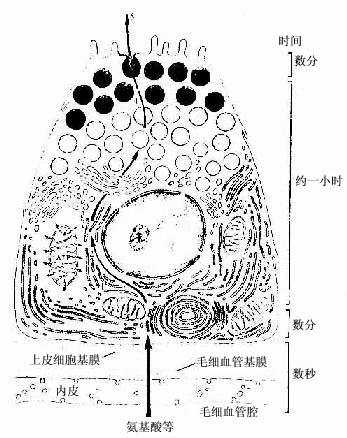 胰腺浆液细胞分泌过程示意图 