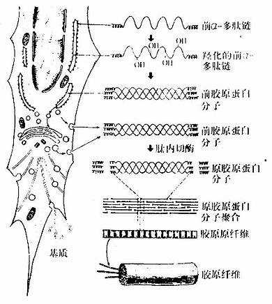  胶原纤维与基质形成过程示意图