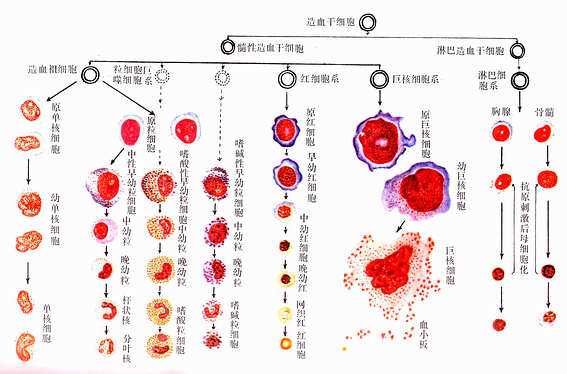 血细胞发生 