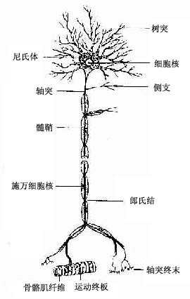 运动神经元模式图 