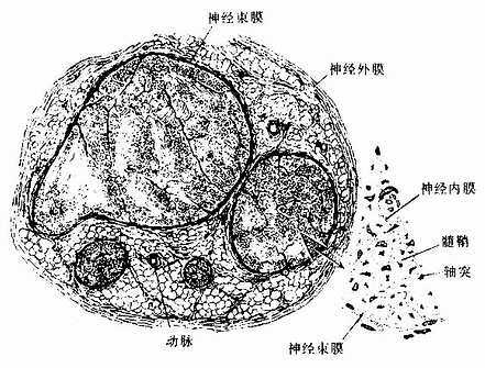  坐骨神经横切，示神经外膜、神经束膜与神经内膜