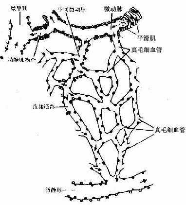 微循环血管模式图