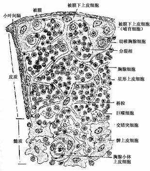 胸腺内细胞分布模式图 