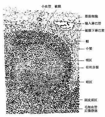 淋巴结皮质 