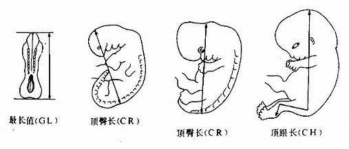 胚胎长度测量 