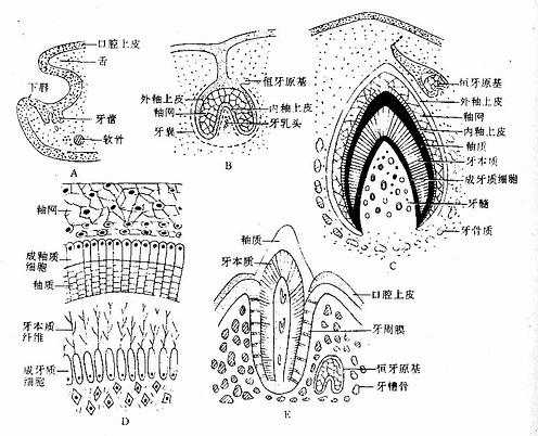牙的发生 