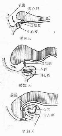 原始心脏的位置变化　（人胚头部纵切） 