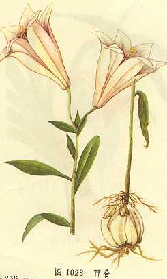 百合