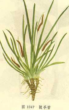 随手香