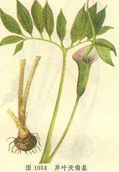 异叶天南星