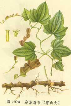 穿龙薯蓣