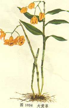 大黄草