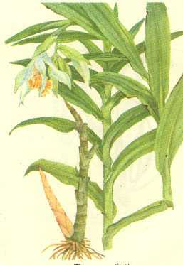 绶草