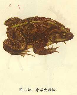 中华大蟾蜍