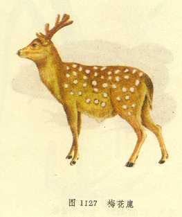 梅花鹿