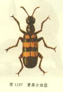 黄黑小斑蝥