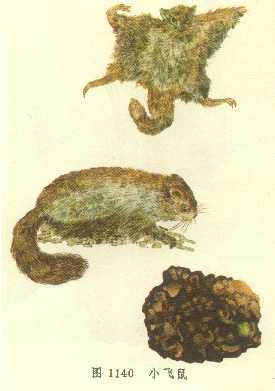小飞鼠