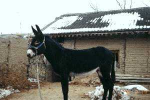 驴