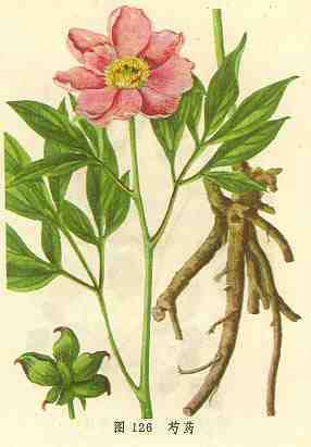 芍药