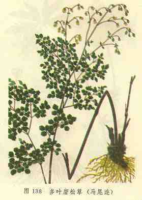 多叶唐松草