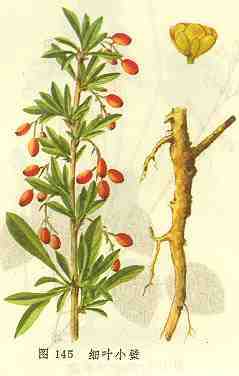 细叶小檗