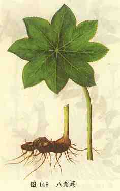 八角莲